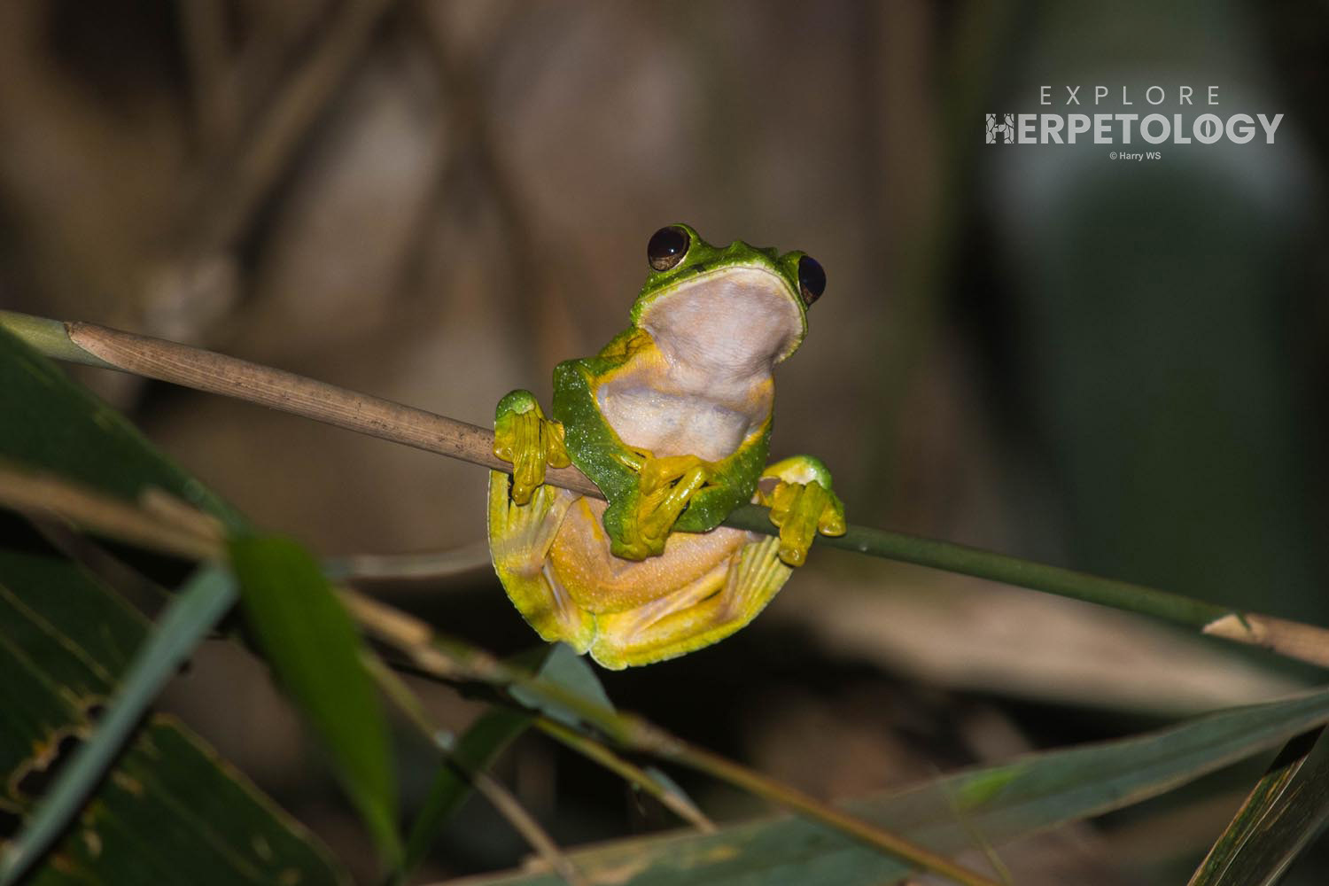 Wallace's flying frog (Rhacophorus nigropalmatus)