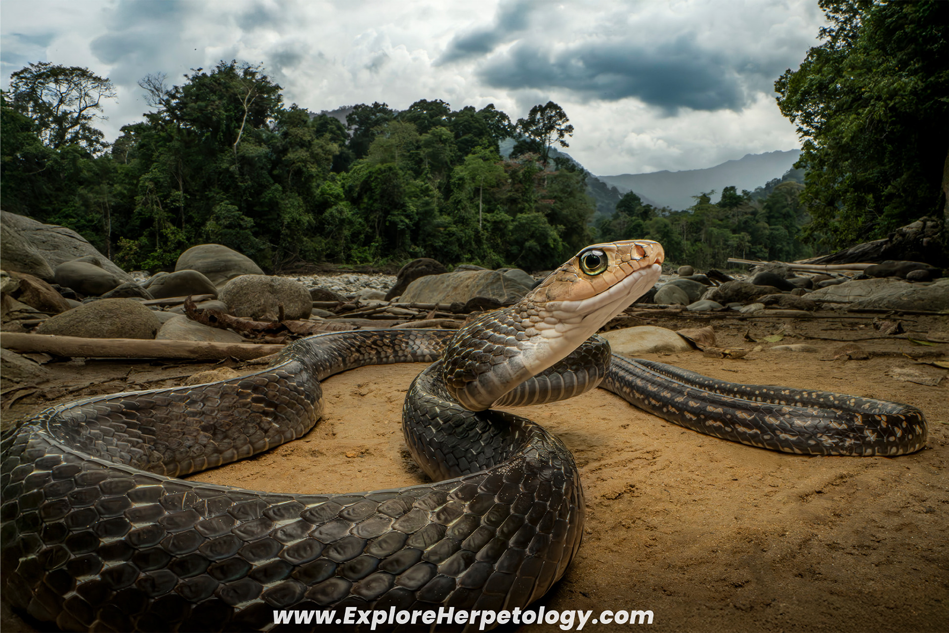 Keeled ratsnake (Ptyas carinata).