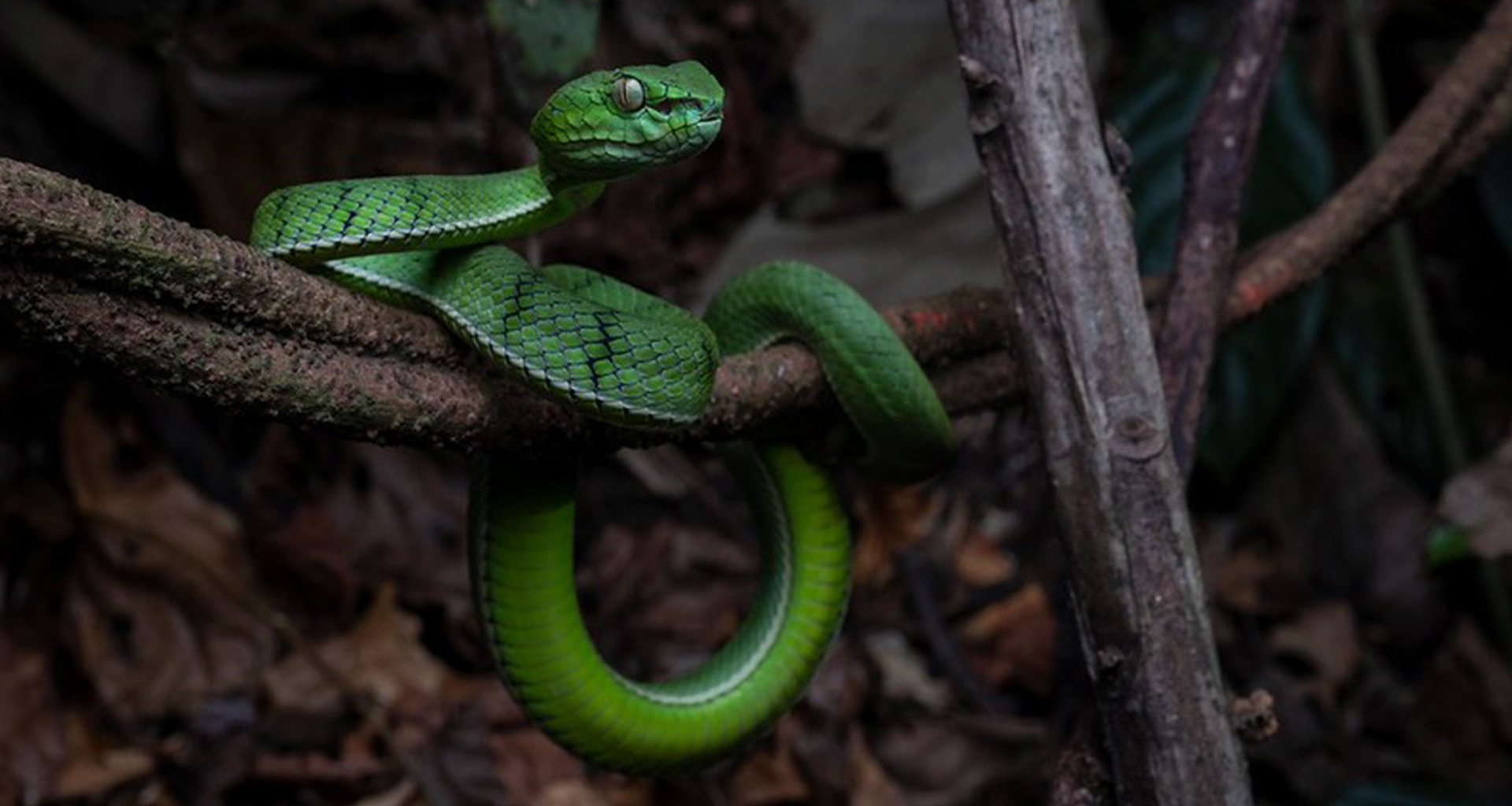 Sumatran pit viper (Trimeresurus sumatranus).