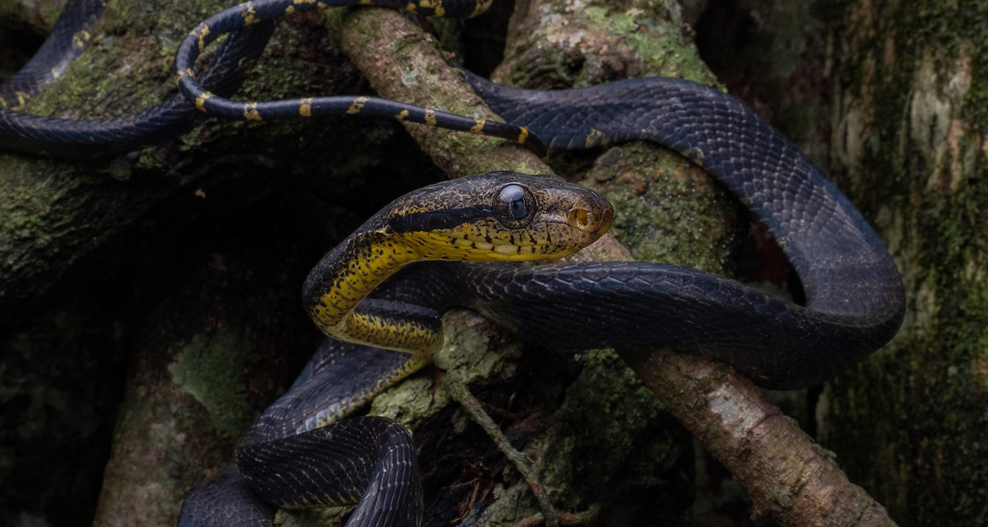 Dog-toothed cat snake (Boiga nigriceps).
