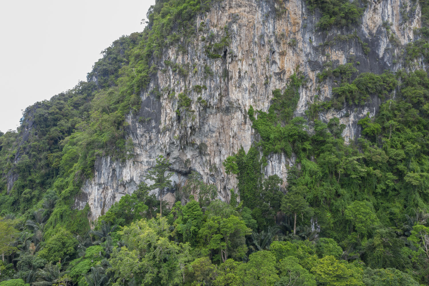 Limestone karst formation within our resort garden.