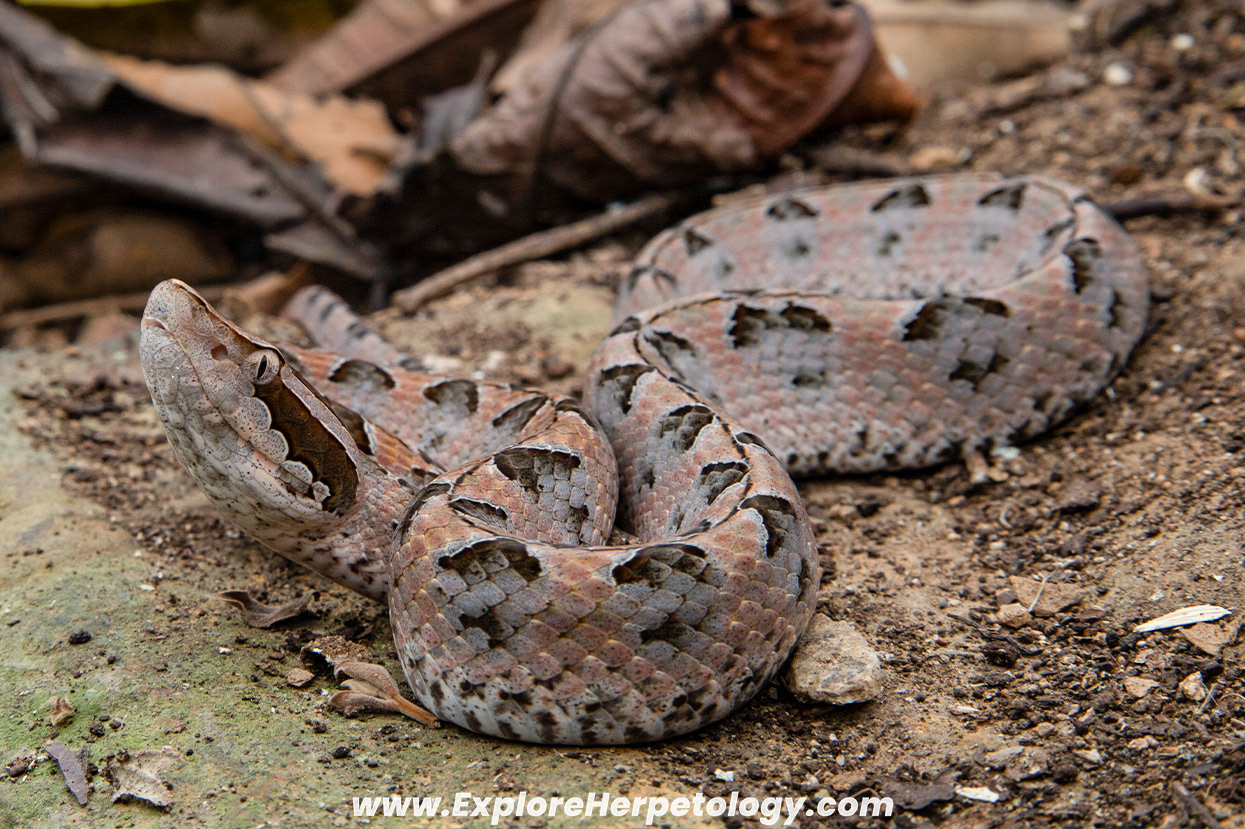 Malayan pit viper (Calloselasma rhodostoma).