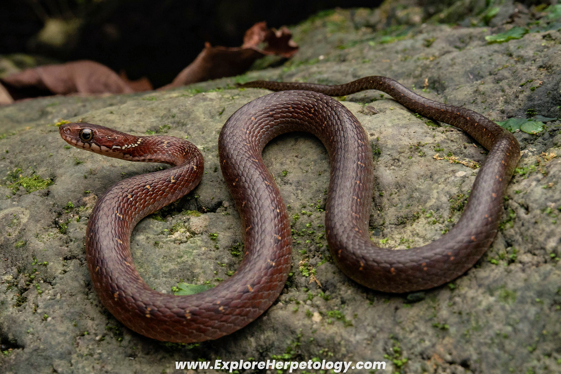 Bourrett's keelback (Hebius sauteri bourretti).