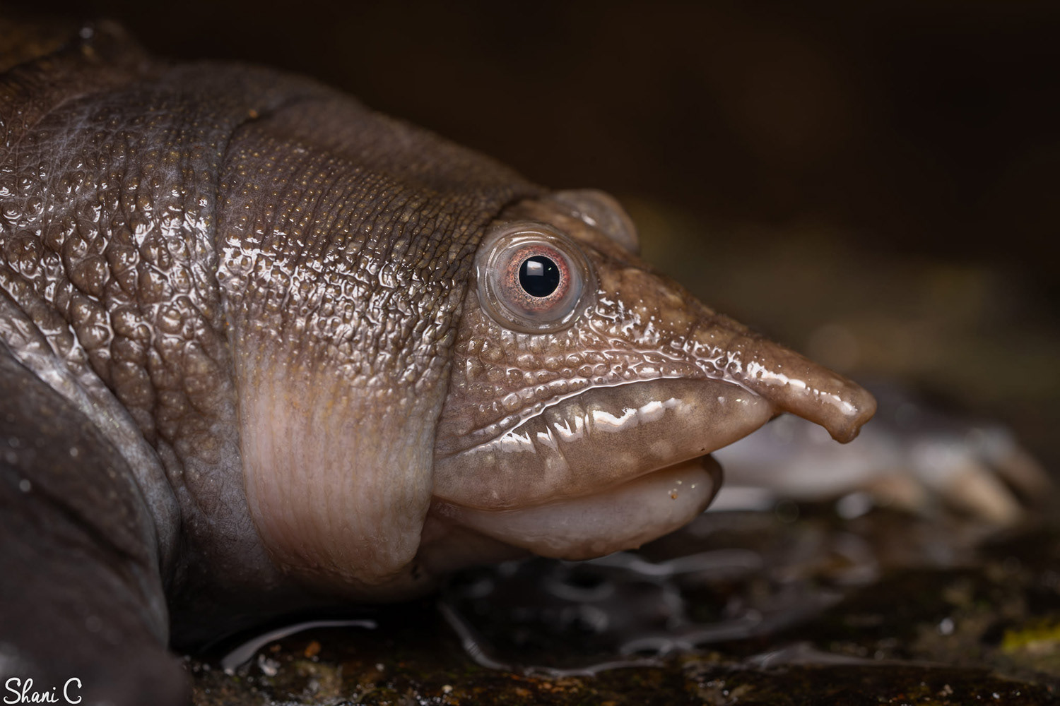 Malayan softshell (Dogania subplana).