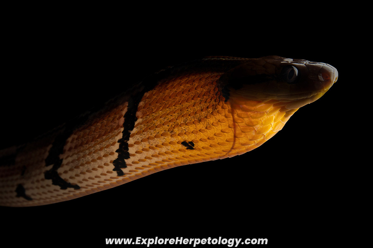 Dog-toothed cat snake (Boiga cynodon).