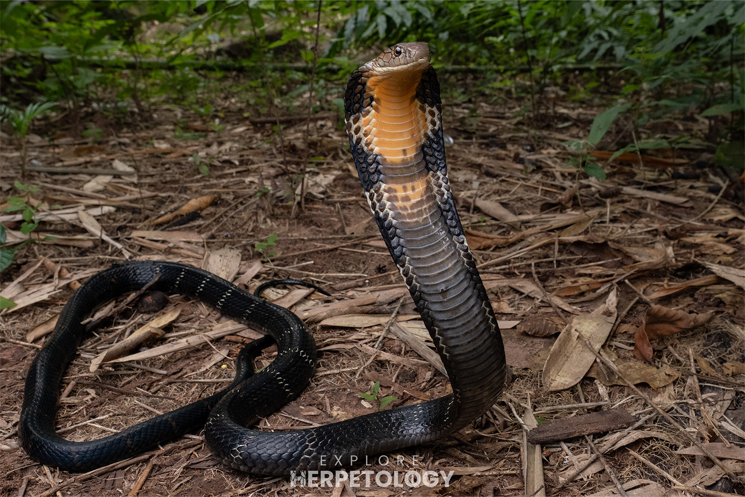 King cobra (Ophiophagus hannah)