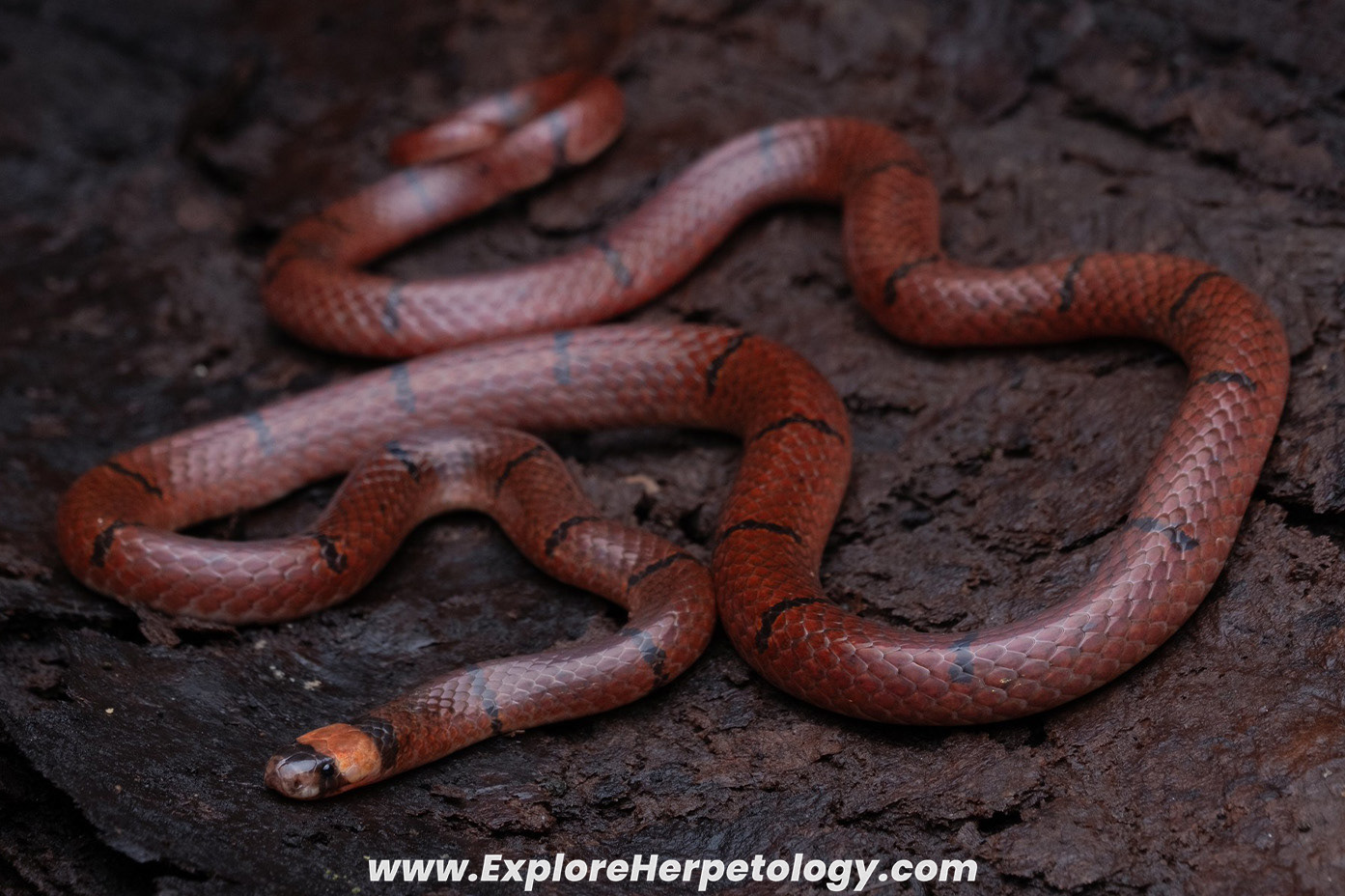Annulated coral snake (Sinomicrurus annularis).