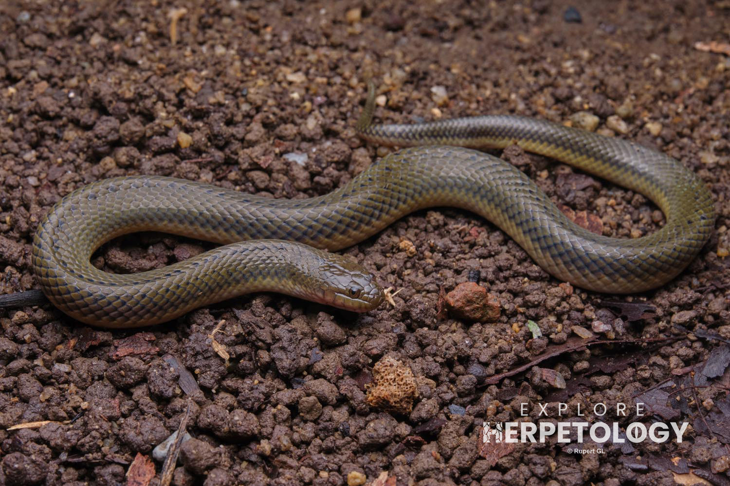 Plumbeous water snake (Hypsiscopus cf. plumbea)