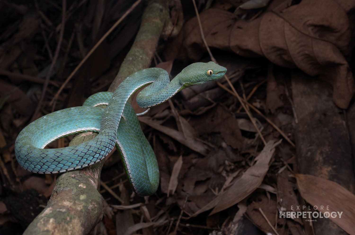 Vogel's pit viper (Trimeresurus vogeli) male.