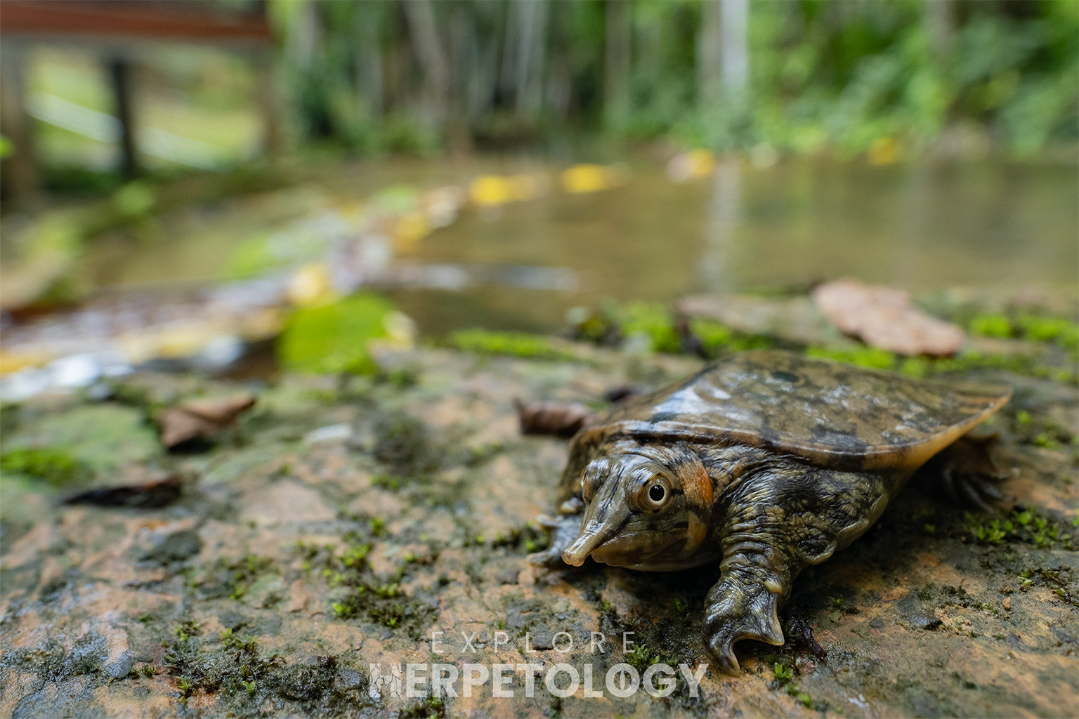 Malayan softshell (Dogania subplana).