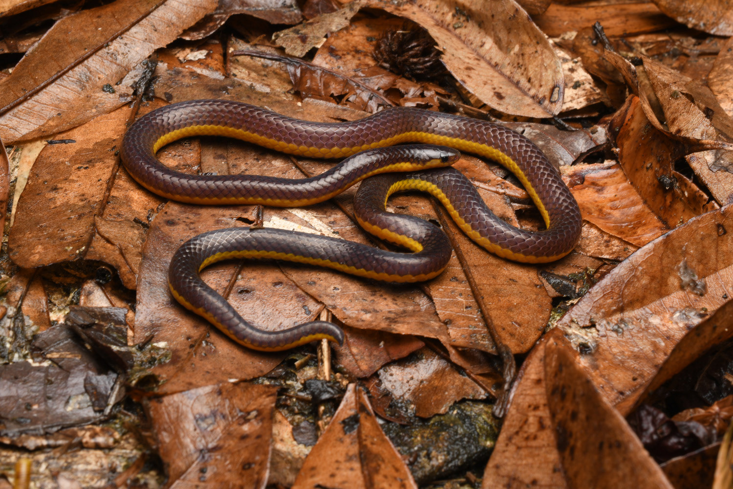 Variable reed snake (Calamaria lumbricoidea).