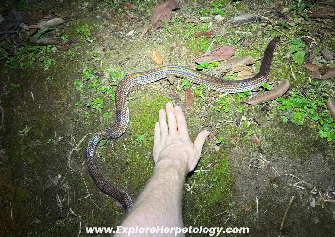Sunbeam snake (Xenopeltis unicolor).