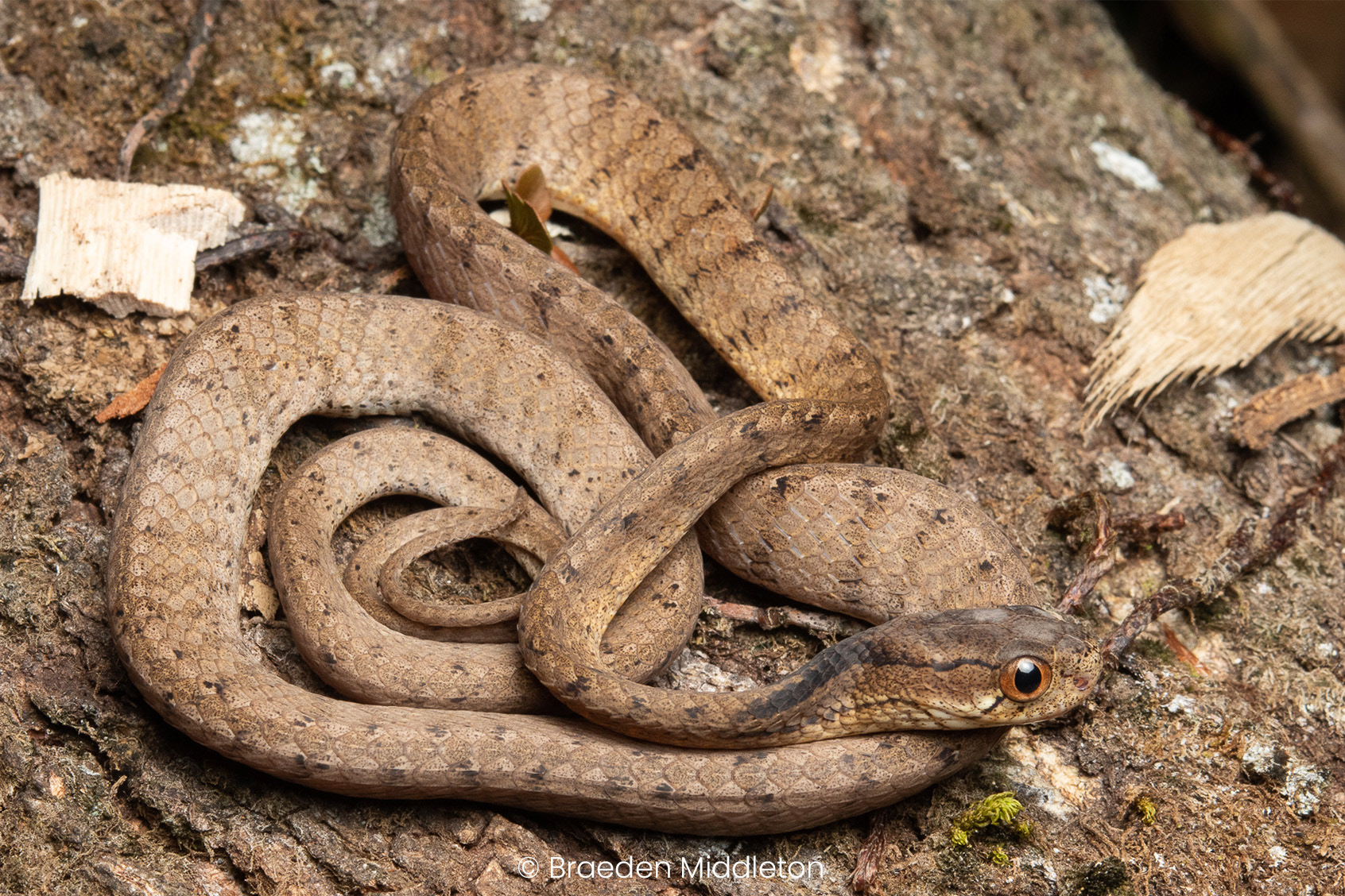 Keeled slug snake (Pareas carinatus).