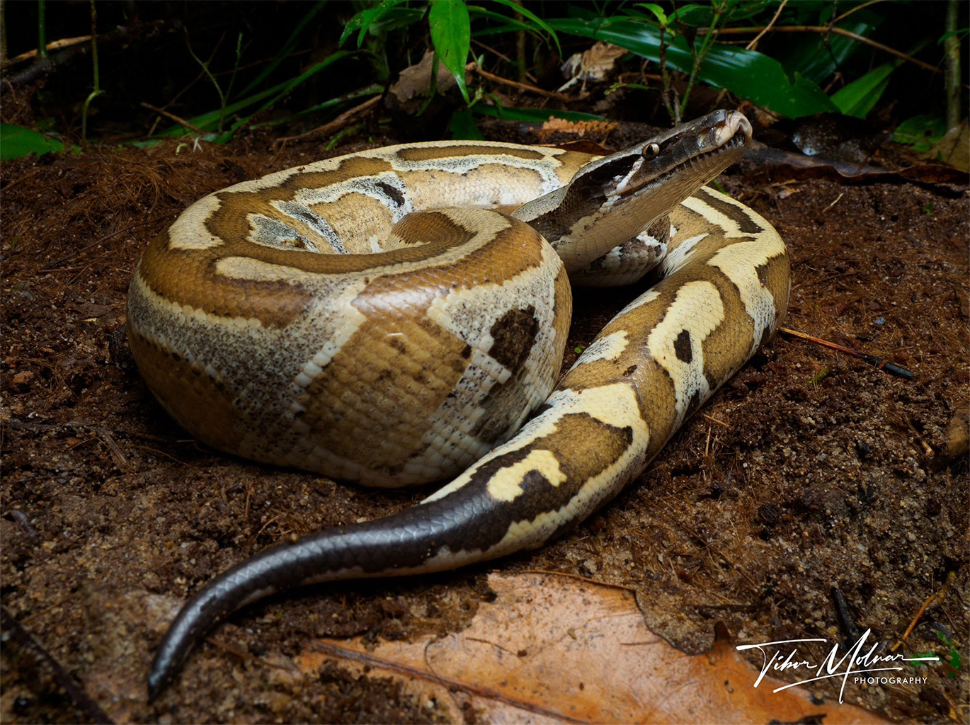 Blood python (Python brongersmai).