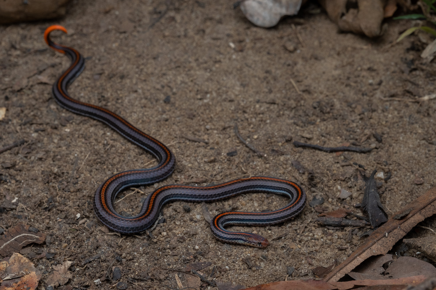 Striped coral snake (Calliophis intestinalis).