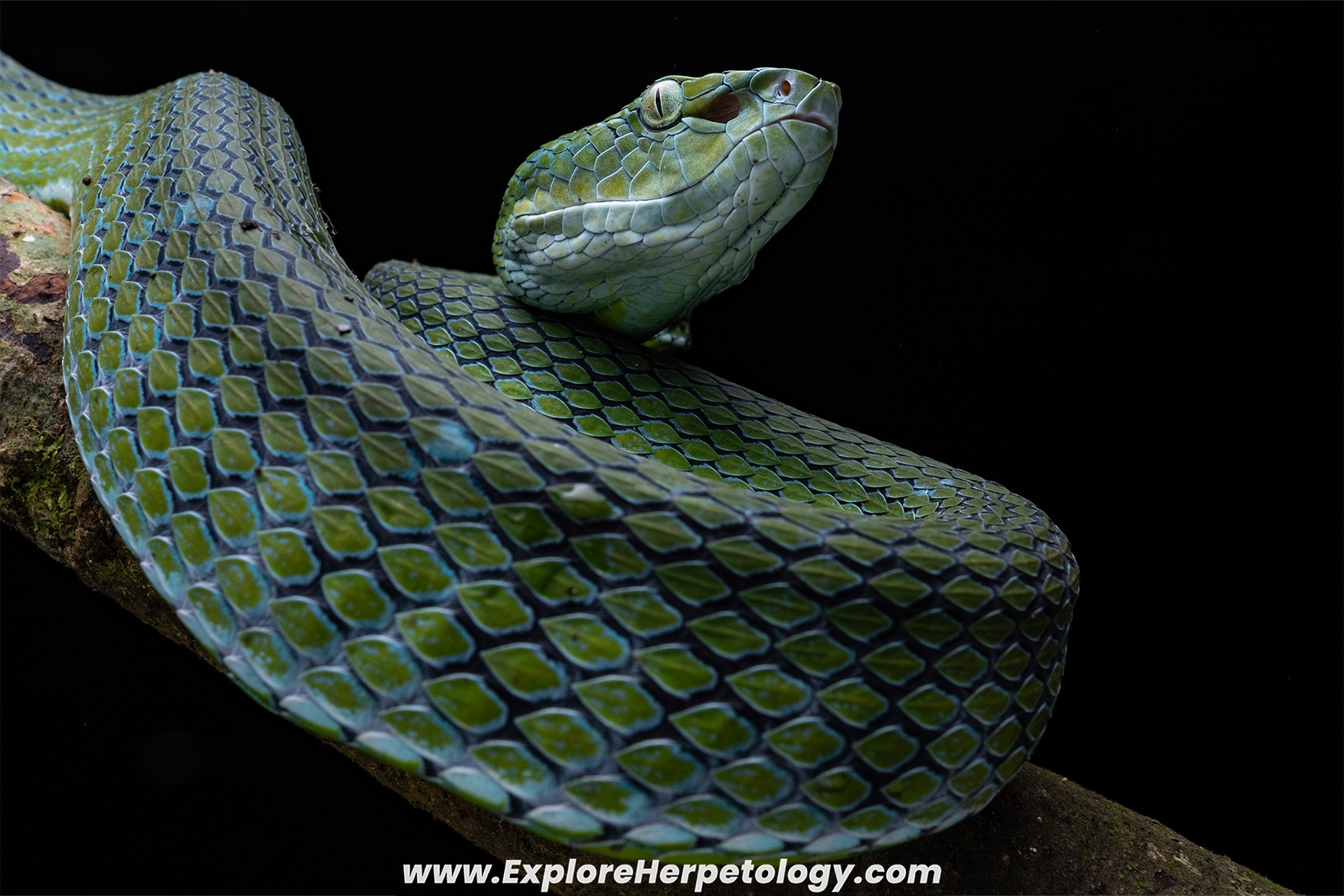 Hagen's pit viper (Trimeresurus hageni).