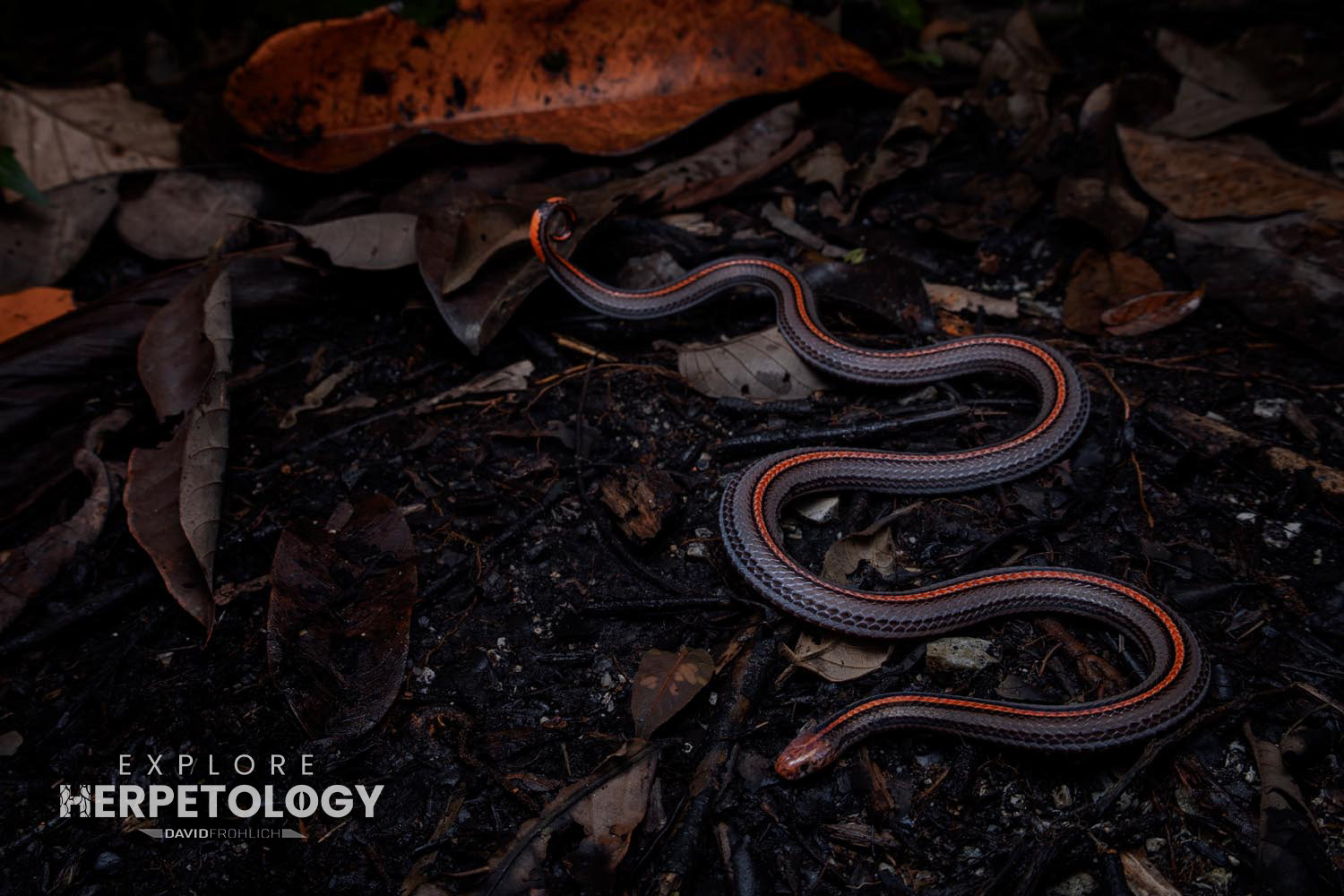 Striped coral snake (Calliophis intestinalis)