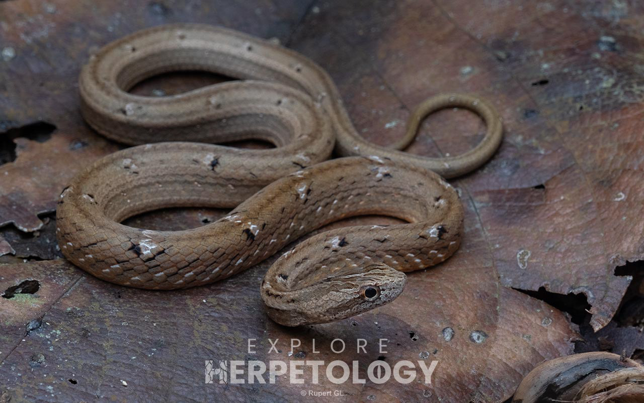 Mock viper (Psammodynastes pulverulentus)