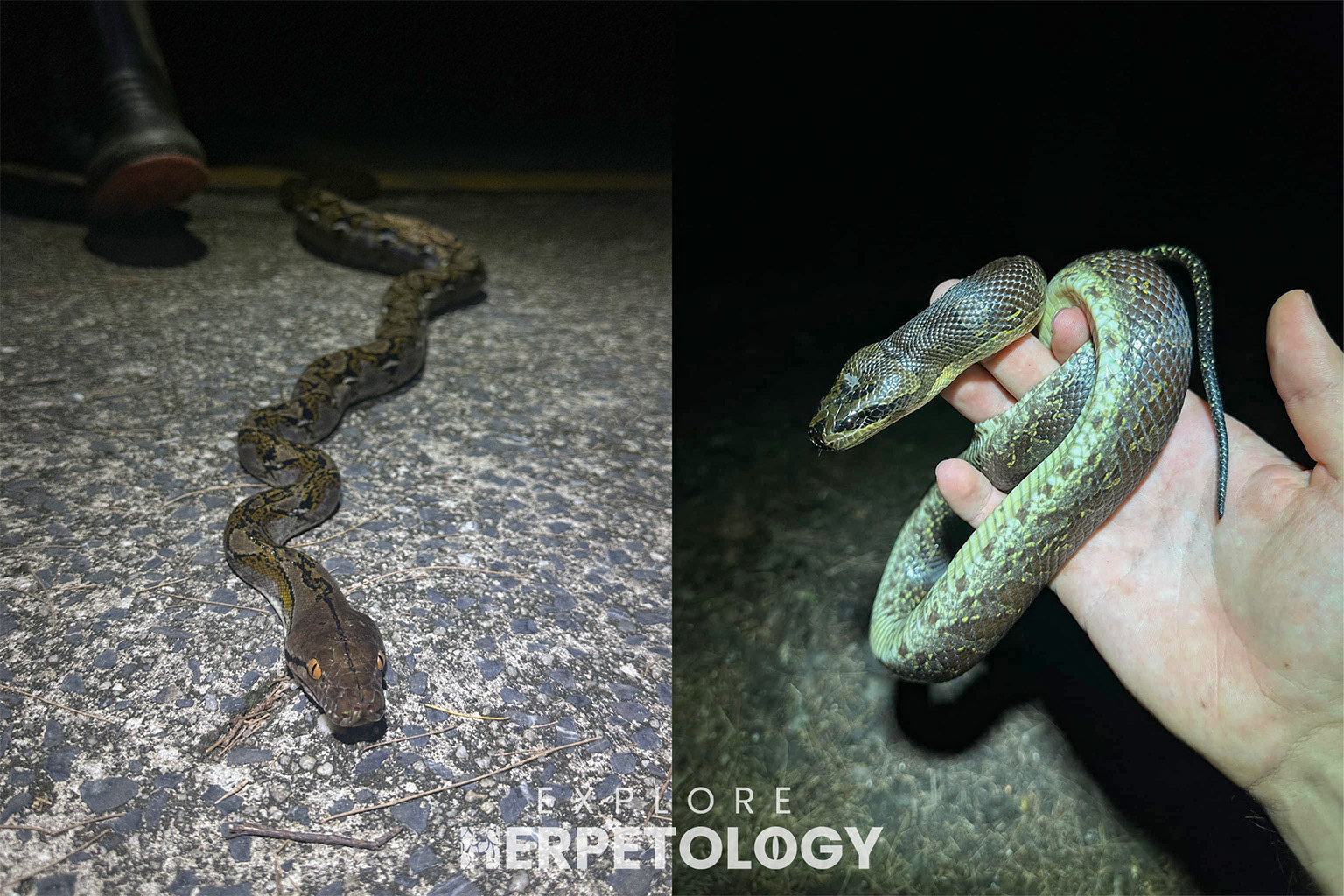 Left: Reticulated python. Right: Homalopsis cf. buccatta.