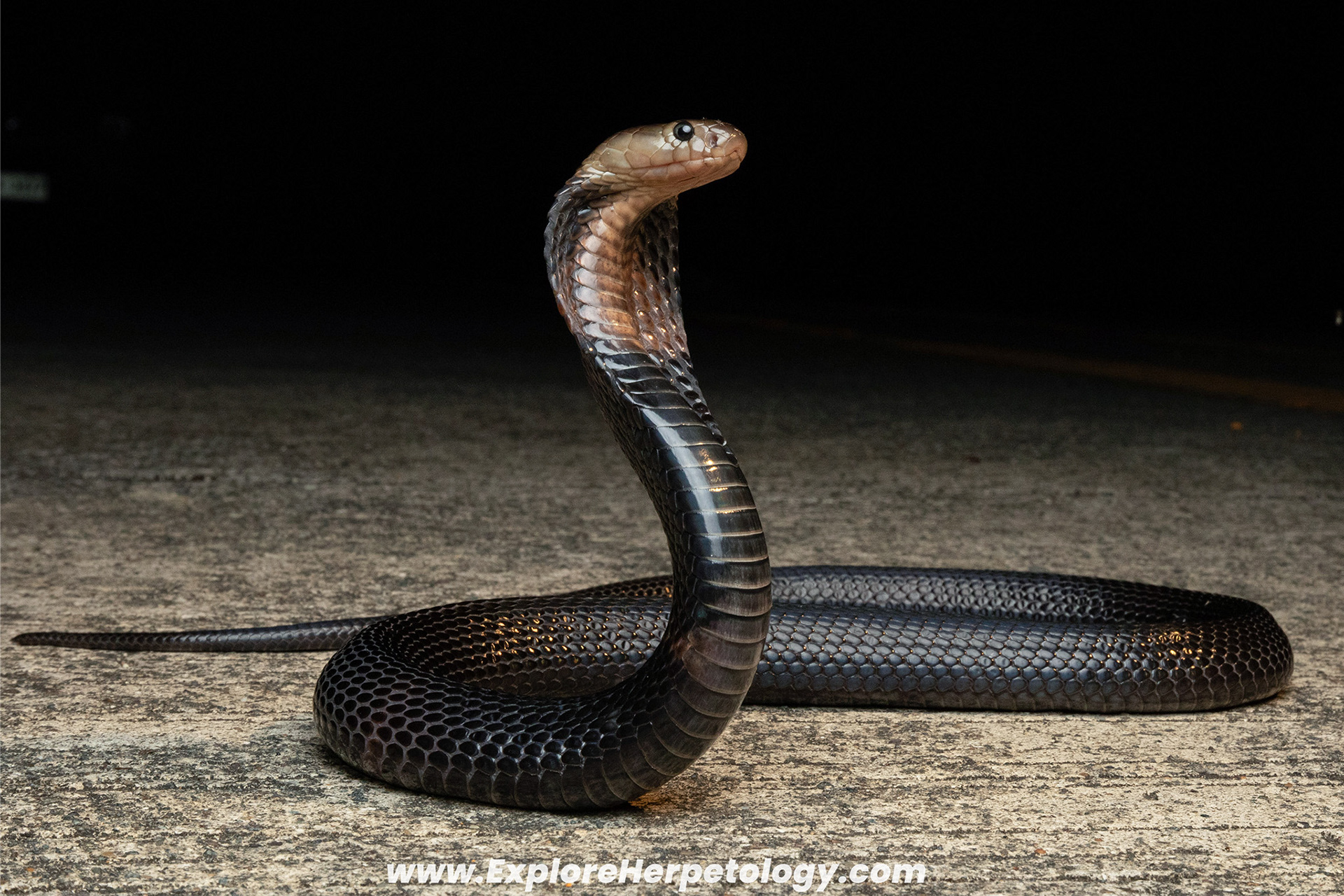 Sumatran cobra (Naja sumatrana miolepis)