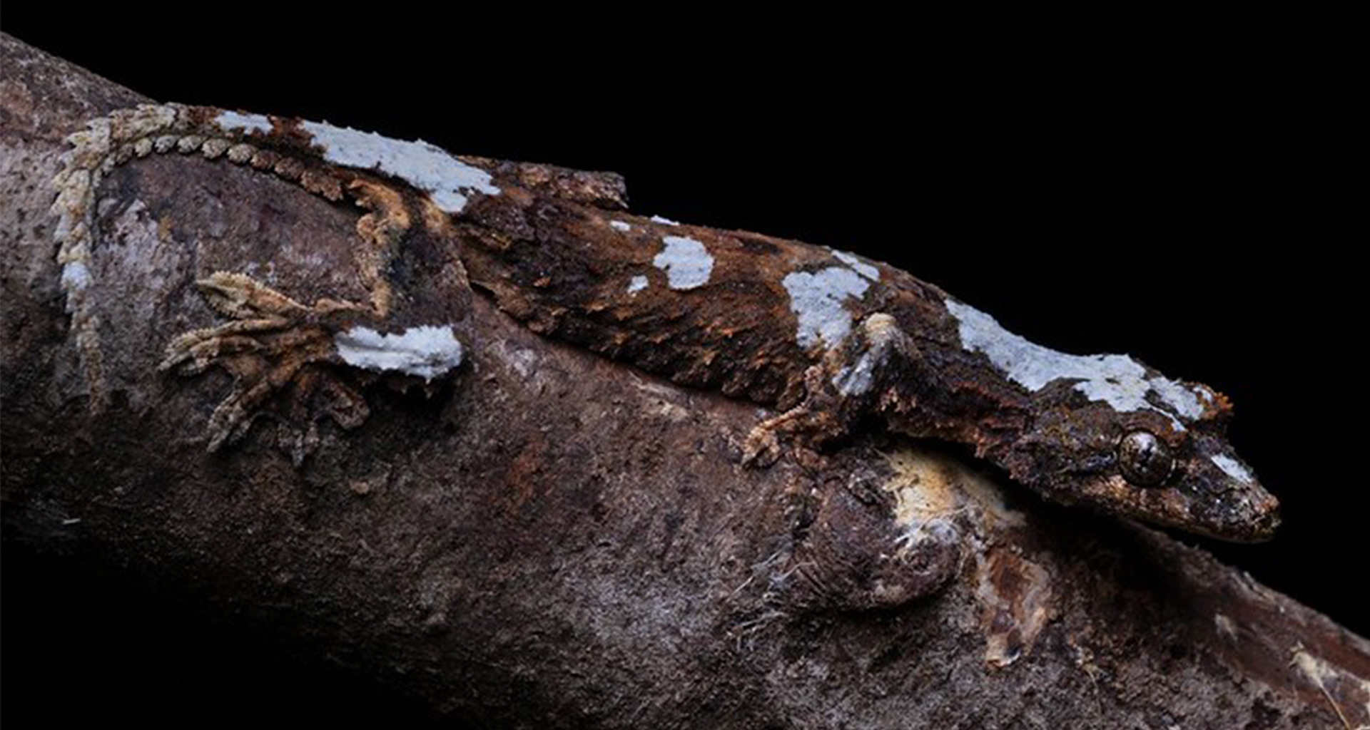 Kinabalu gliding gecko (Gekko rhacophorus)