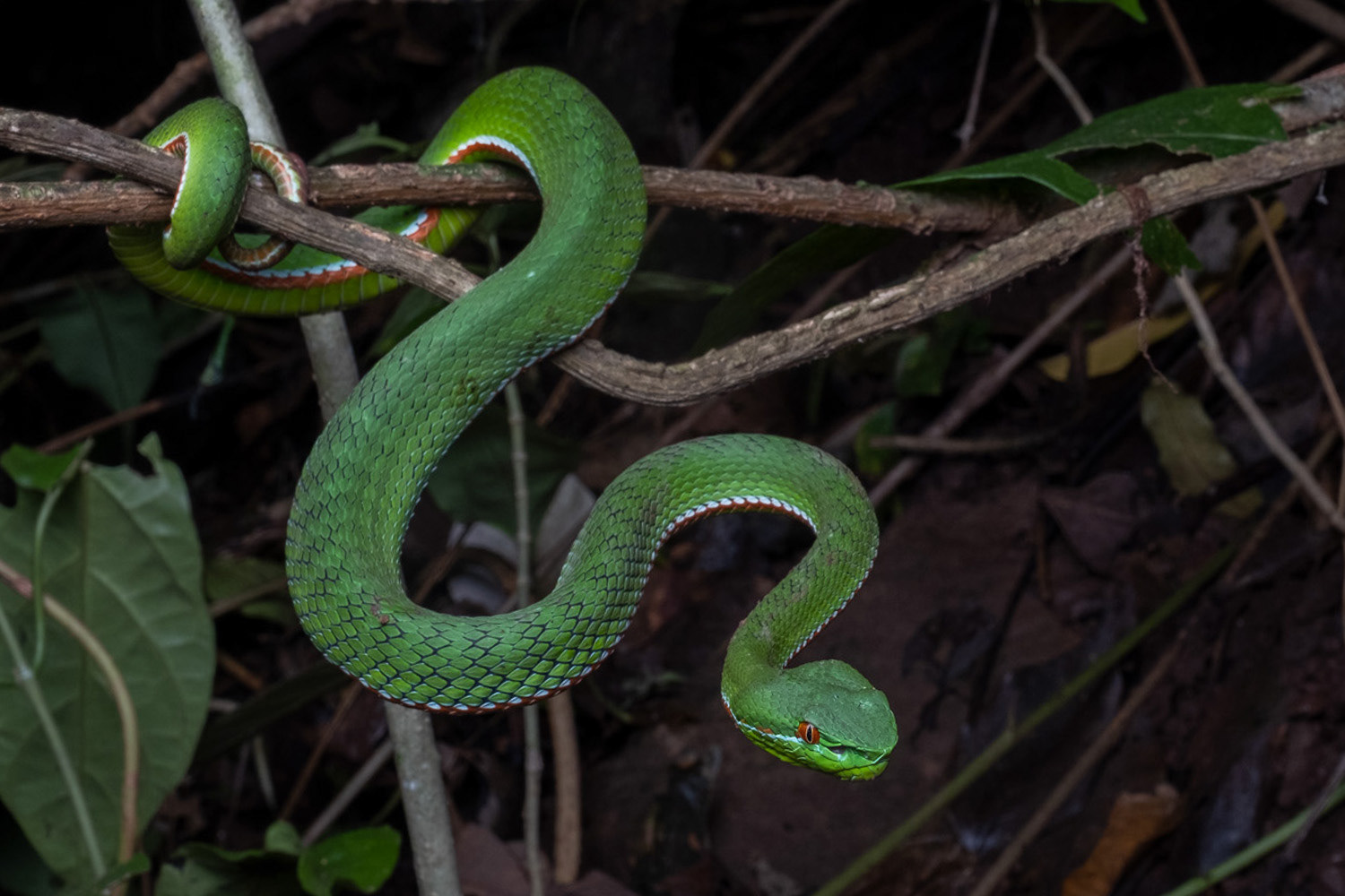 Gumprecht's pit viper (Trimeresurus gumprechti).