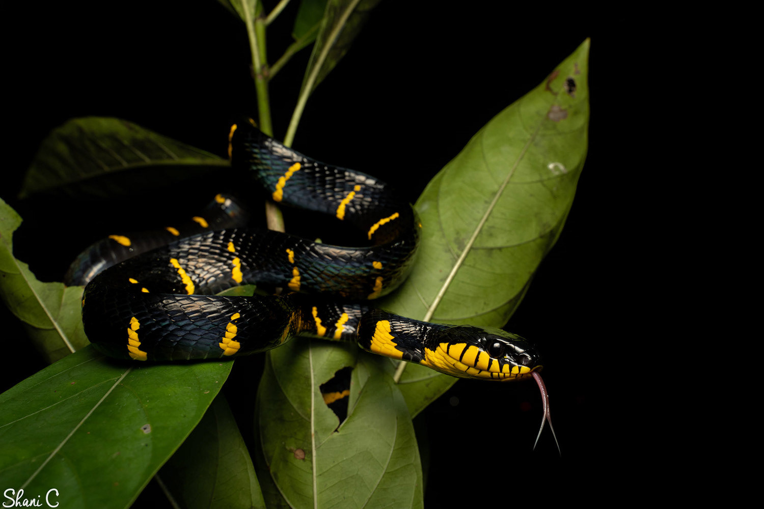 Mangrove cat snake (Boiga melanota).