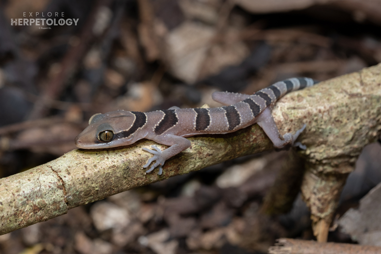 Intermediate bent-toed geckos (Cyrtodactylus).