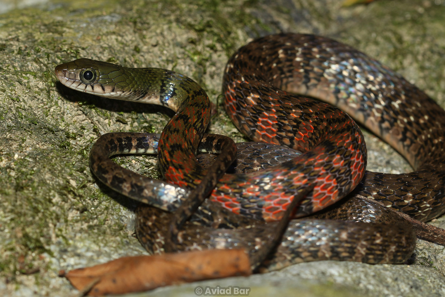 Triangle keelback (Xenochrophis trianguligerus).