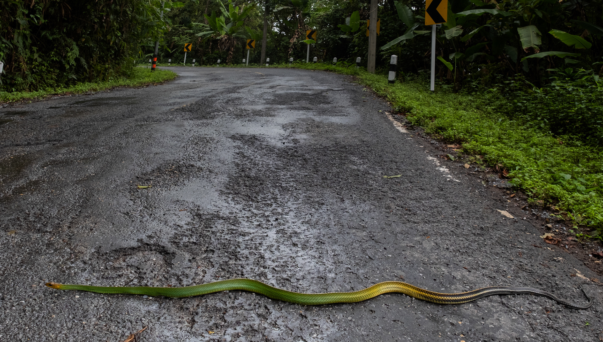 Black-striped green rat snake (Ptyas nigromarginata) in situ.