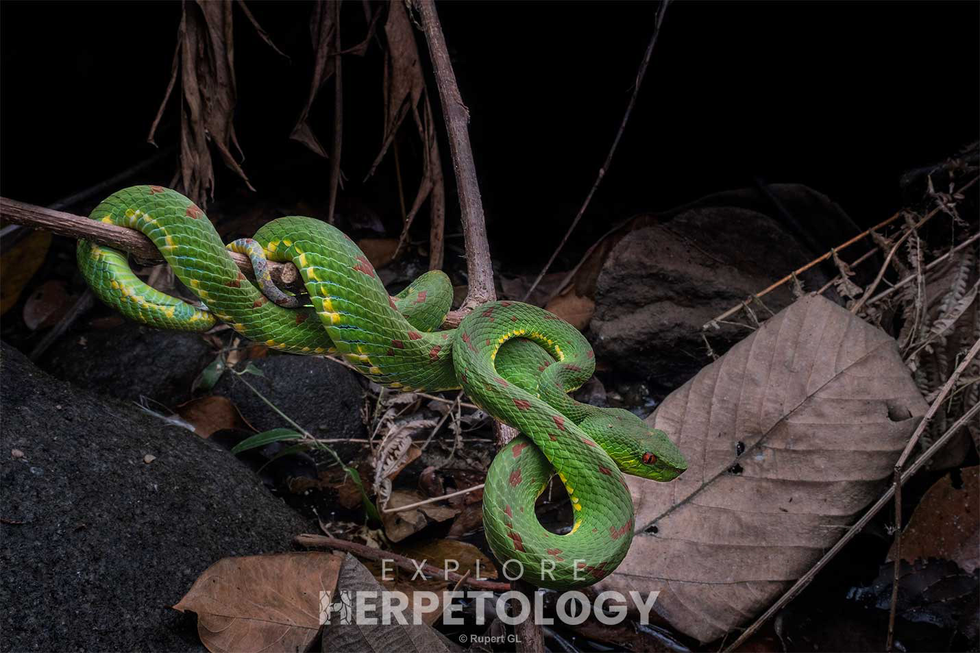 Philippine pit viper (Trimeresurus flavomaculatus)
