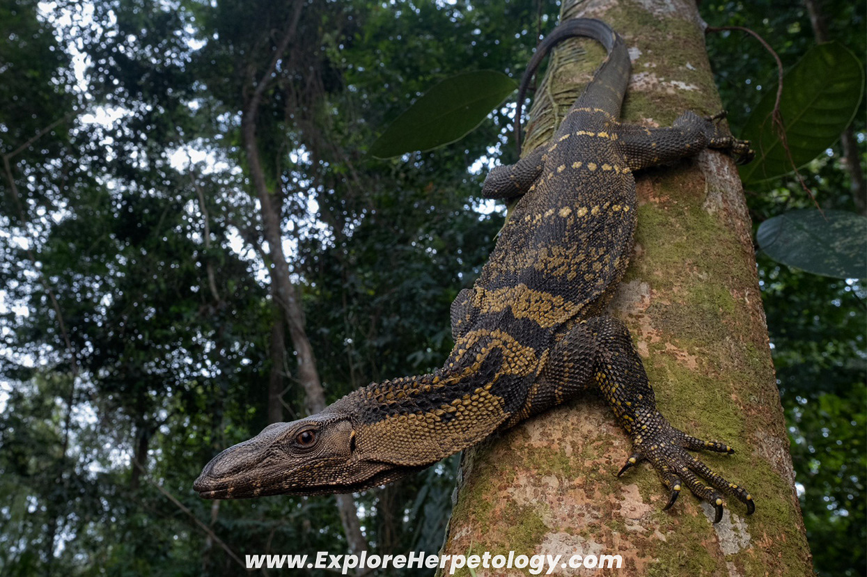 Roughneck monitor (Varanus rudicollis).