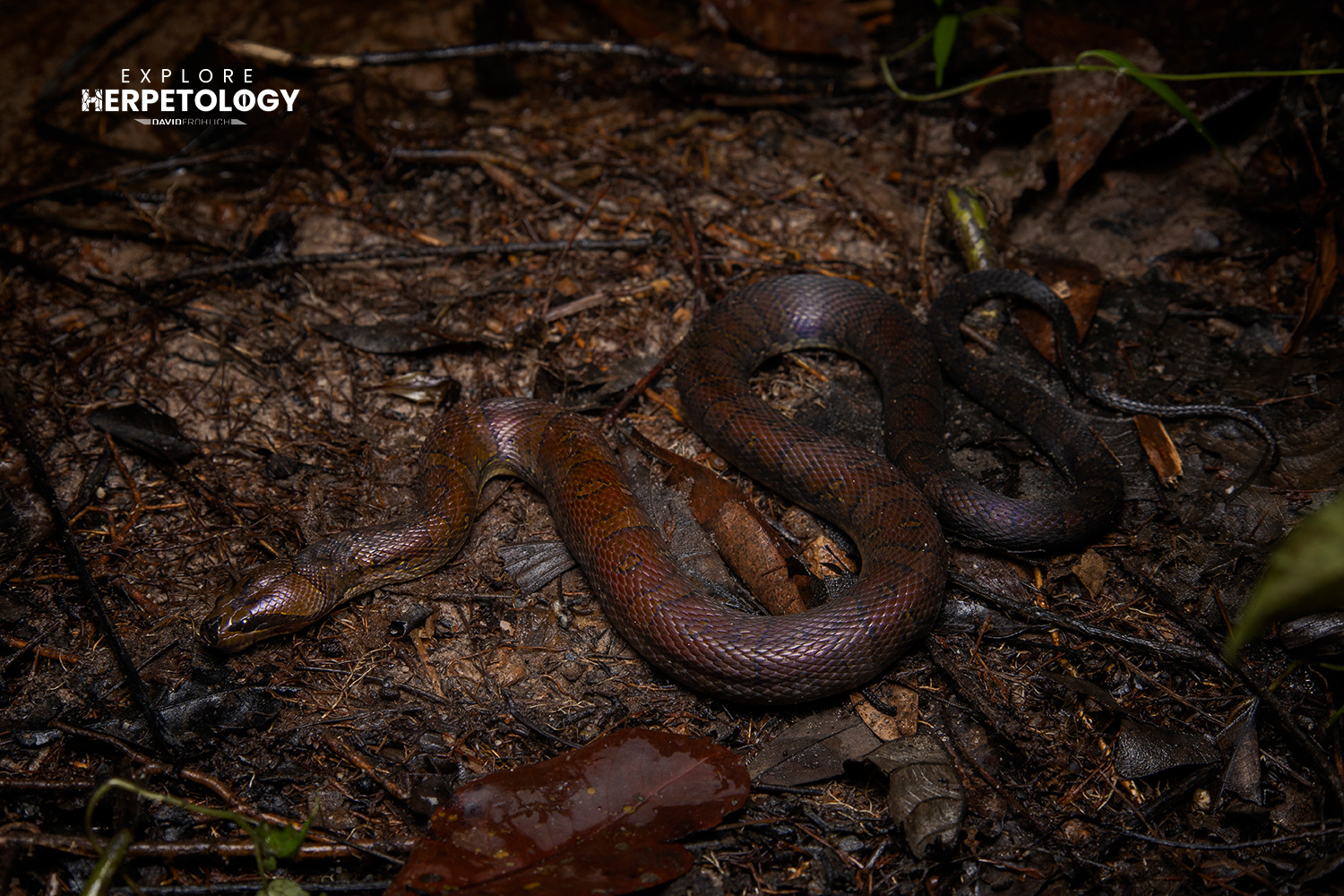Puff-faced water snake (Homalopsis buccata)