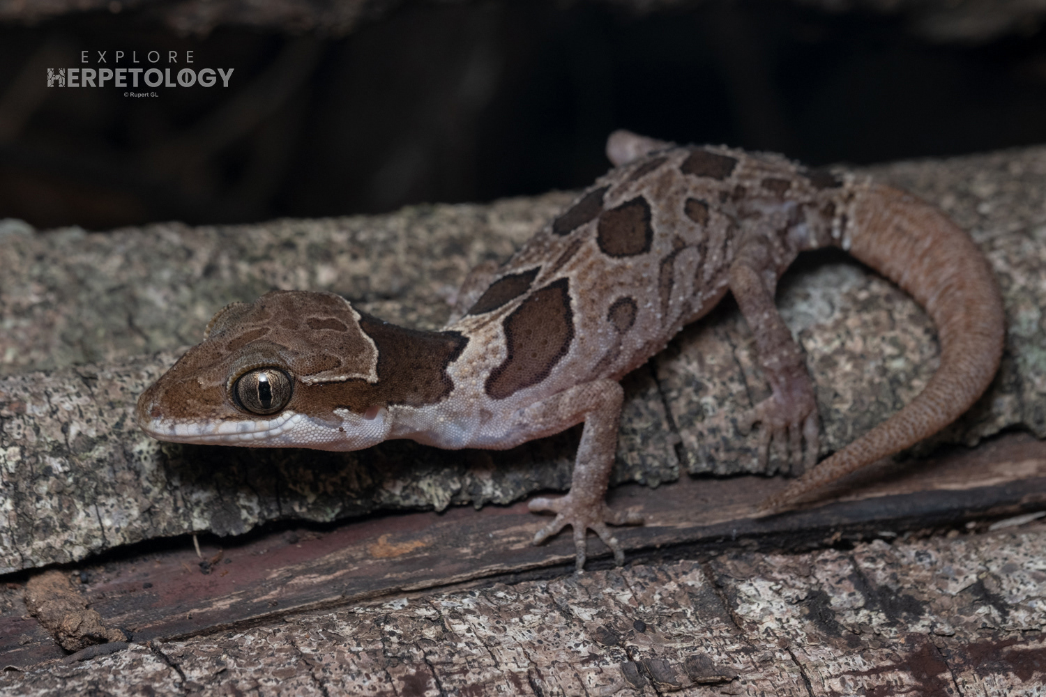 Angular bent-toed gecko (Cyrtodactylus angularis).