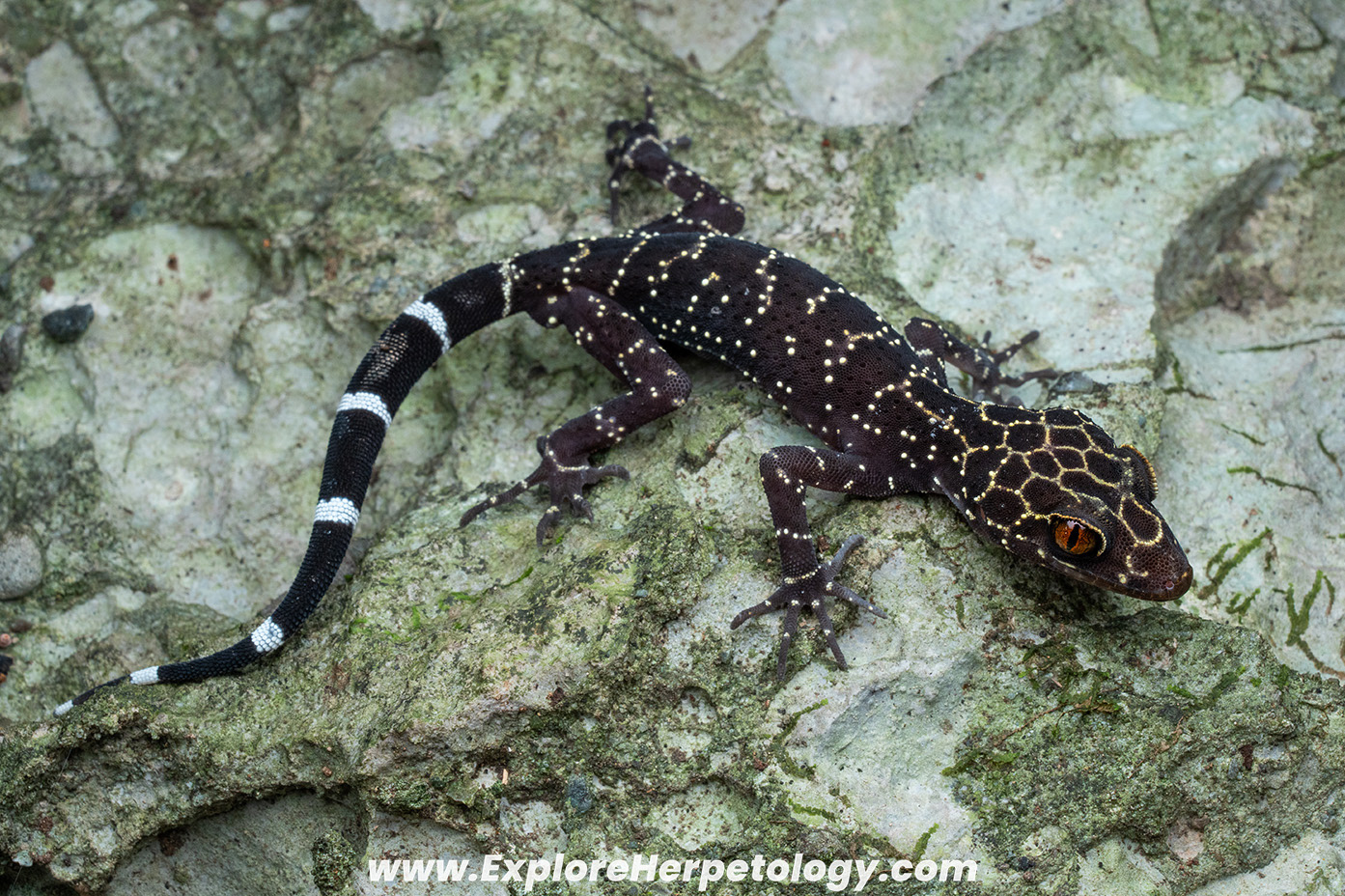 Phu Kha bent-toed gecko (Cyrtodactylus phukhaensis).