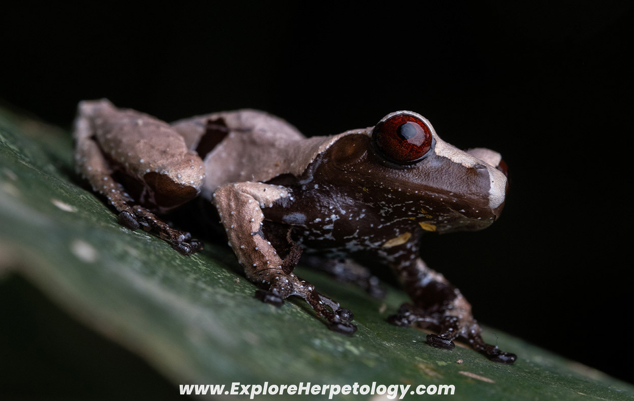 Smooth-skinned bug-eyed frog (Theloderma licin).