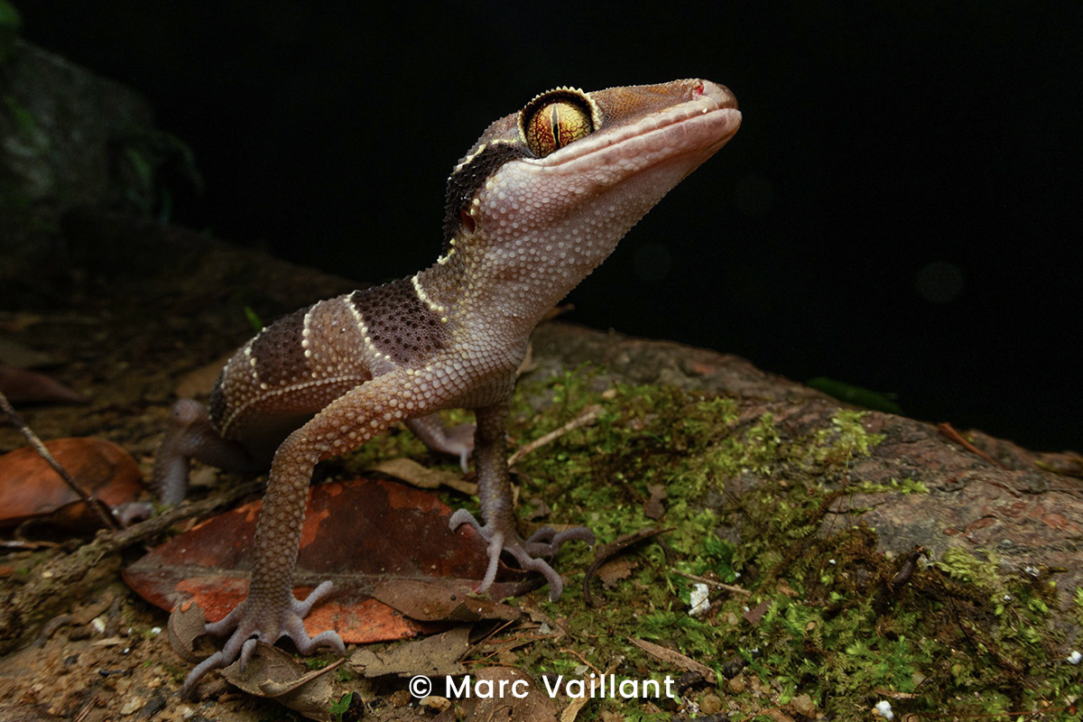 Bintang lowland bent-toed gecko (Cyrtodactylus bintangrendah).
