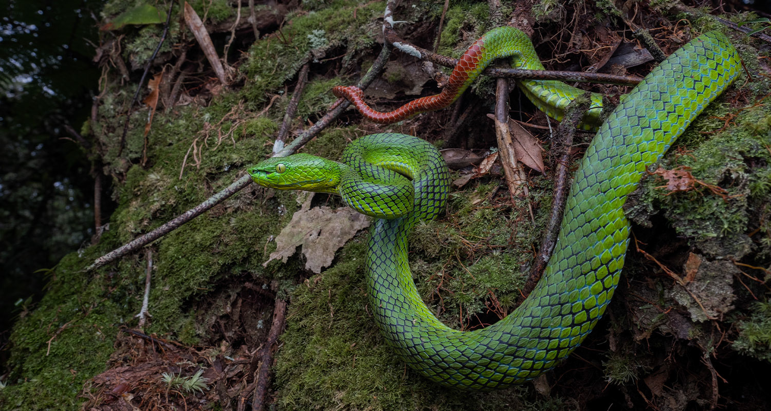 Cameron Highlands pit viper (Trimeresurus nebularis).