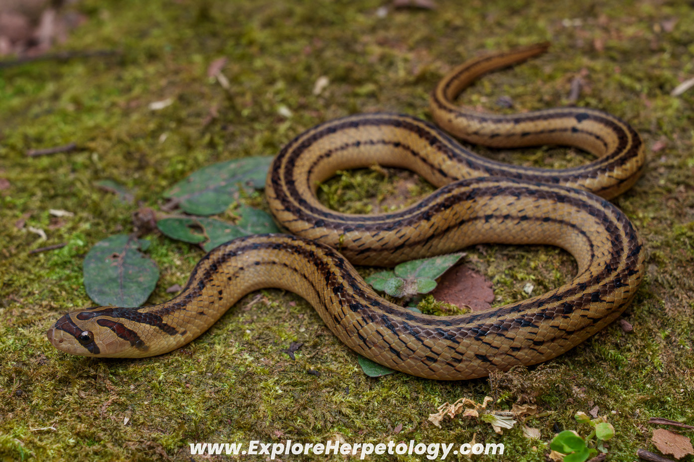 Small-banded kukri snake (Oligodon fasciolatus).