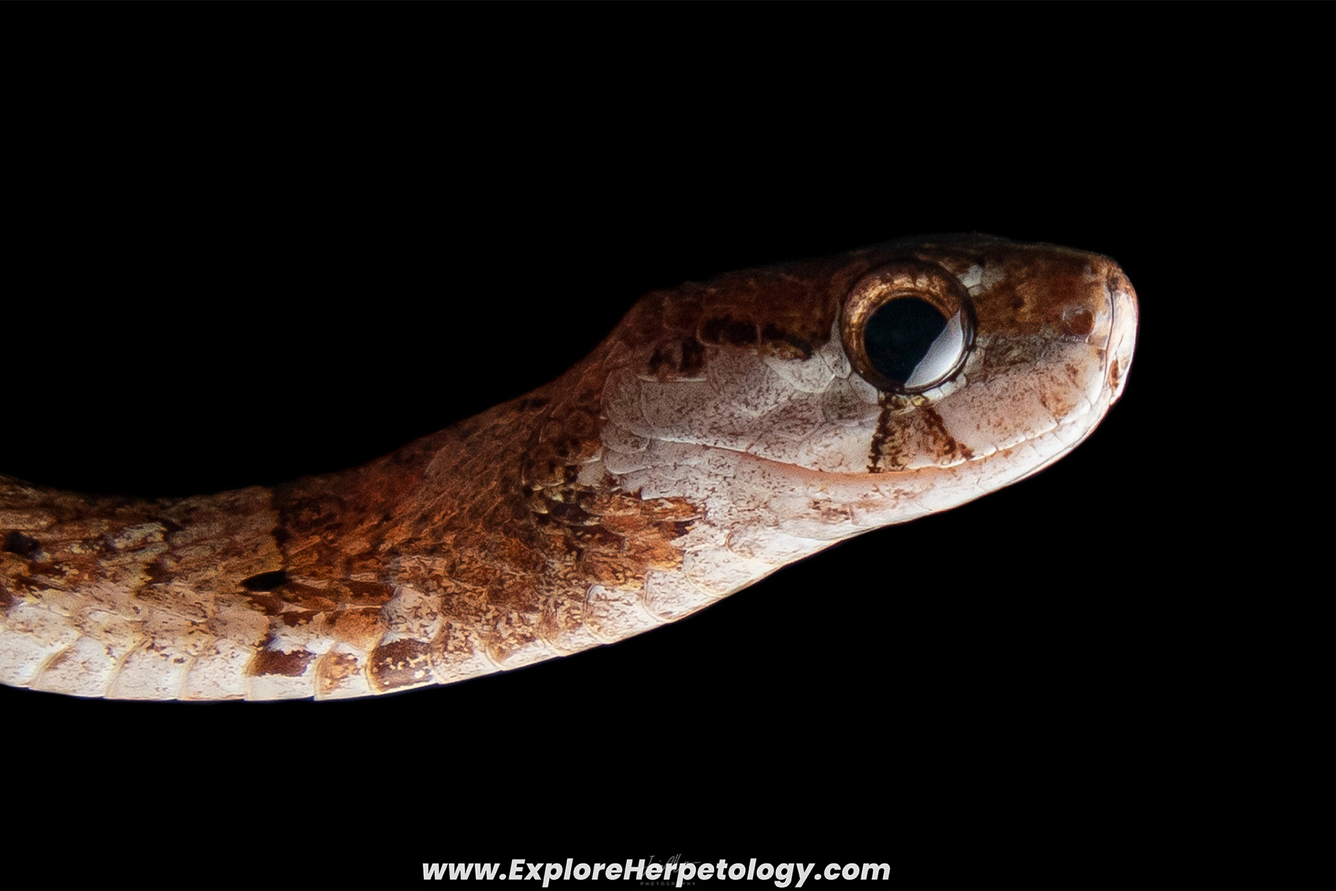 Blunt-headed slug snake (Aplopeltura boa).