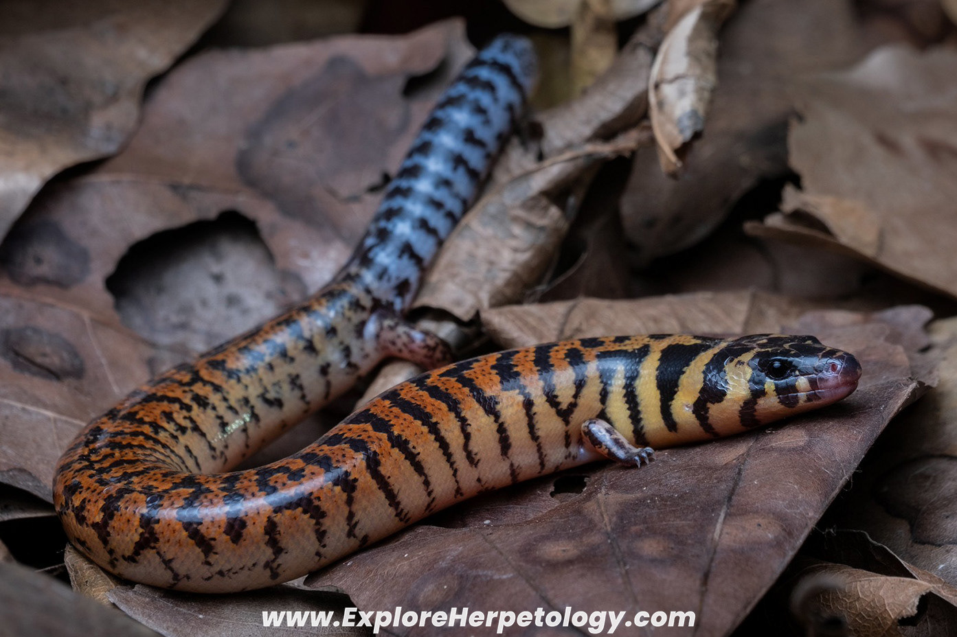 Harold Young's supple skink (Lygosoma haroldyoungi).