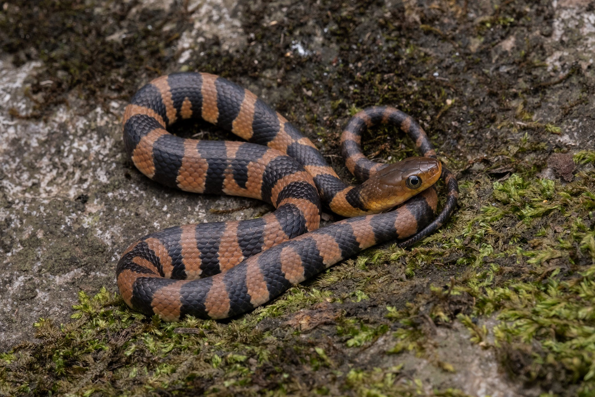 Yunnan mountain keelback (Trimerodytes yunnanensis)