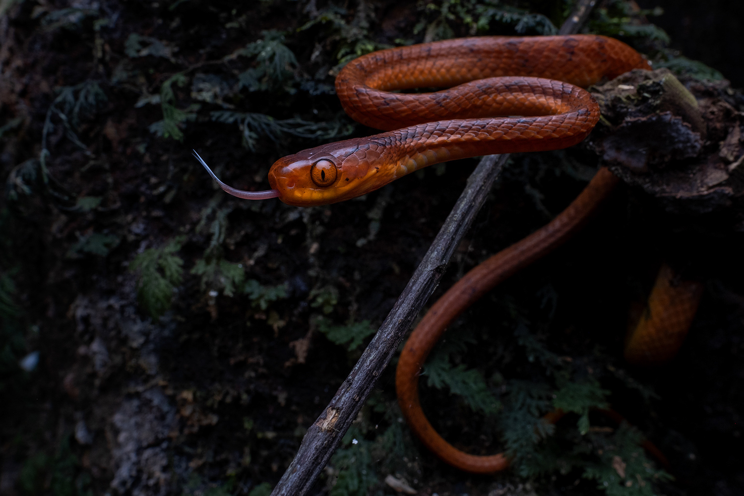 Twin-spotted slug snake (Pareas geminatus).