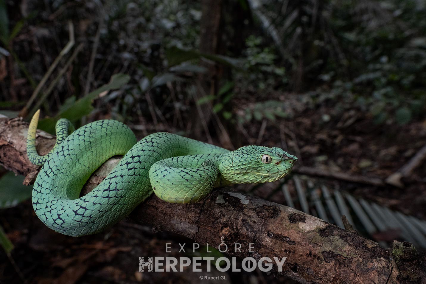 South Philippine temple viper (Tropidolaemus philippensis)