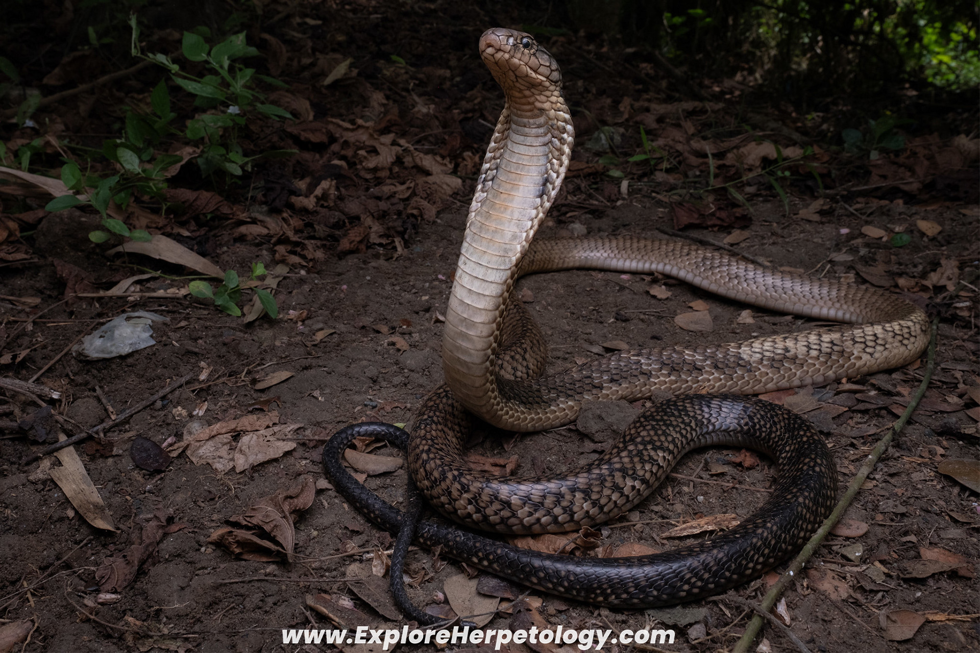 Mindanao king cobra (Ophiophagus cf. bungarus).