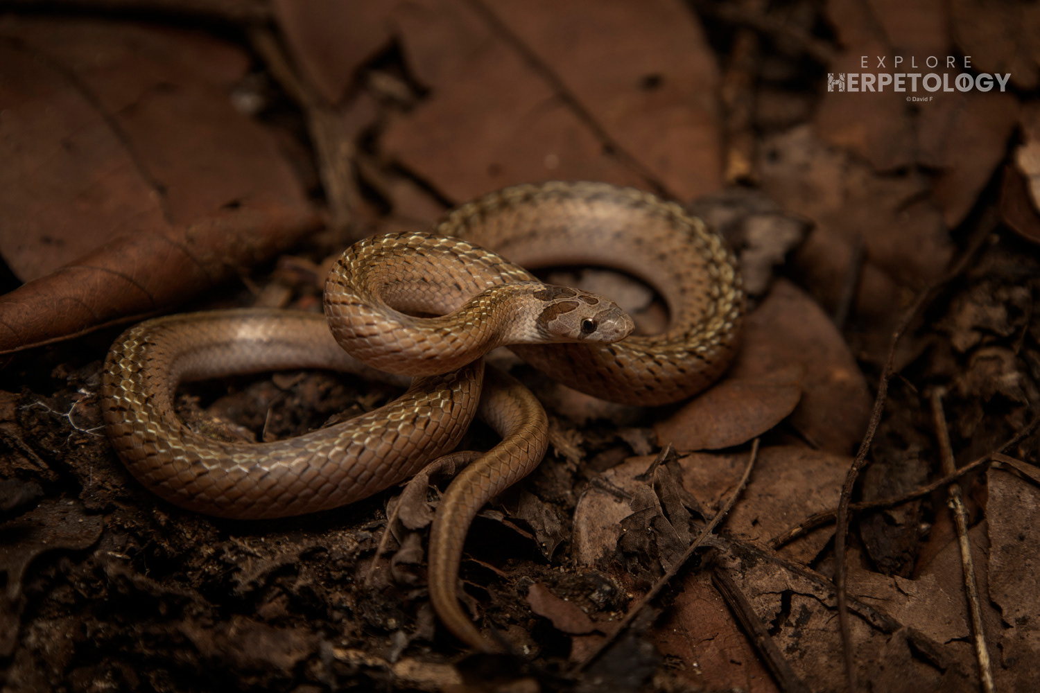 Oligodon pseudotaeniatus.