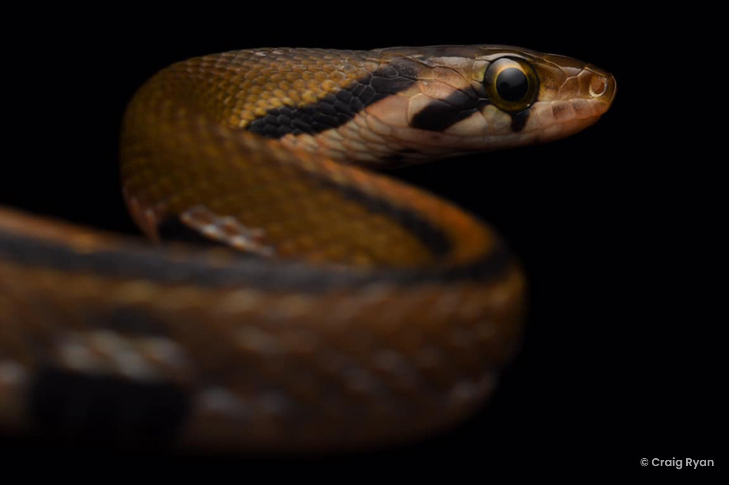 Malayan racer (Coelognathus flavolineatus).