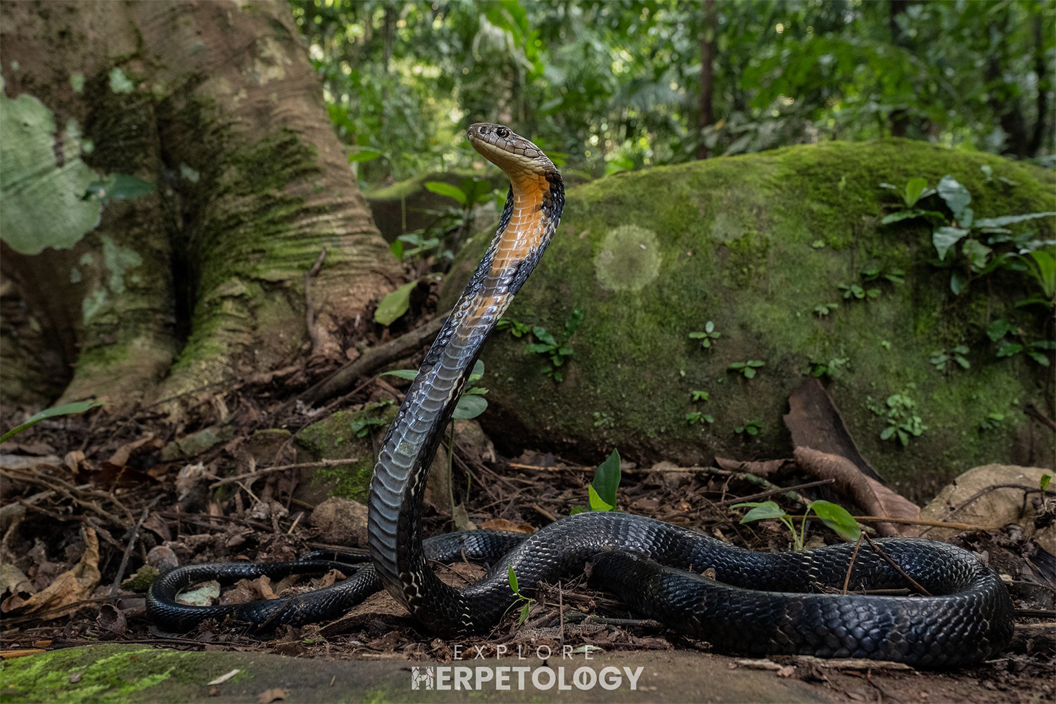 King cobra (Ophiophagus hannah)