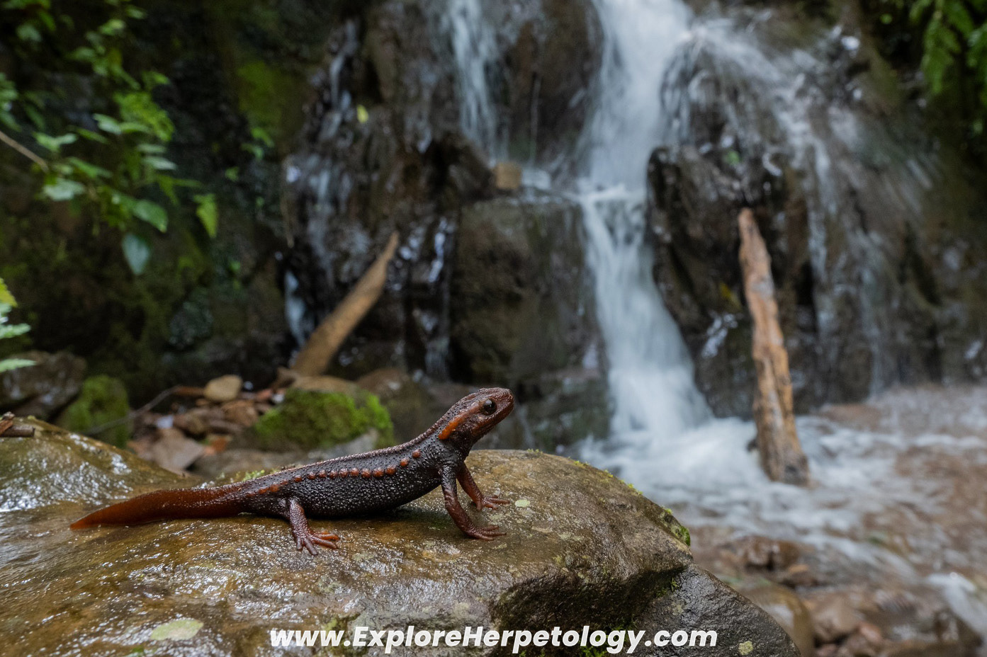 Phu Kha crocodile salamander (Tylototriton phukhaensis).