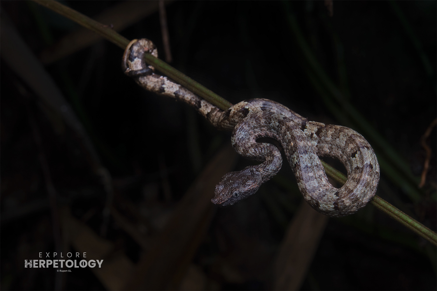 Wirot's pit-viper (Craspedocephalus wiroti)